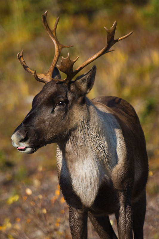 Caribou